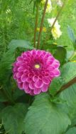 a beautiful peony in the grass