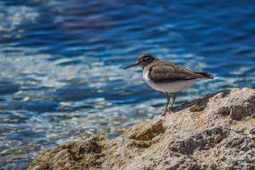 Stint Grey Seabird