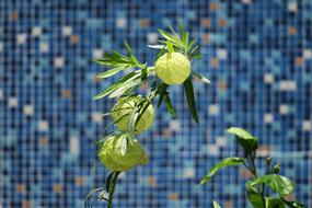 Needle Ball Nature Plant