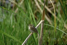 Nature Wildlife Outdoors