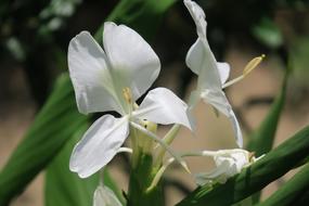 Flower Nature Plant