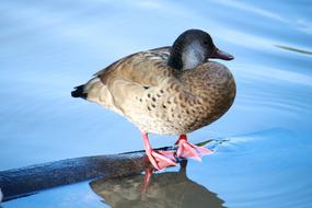 Birds Wildlife Nature