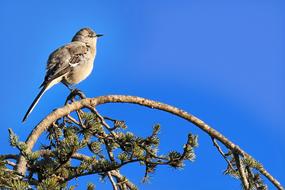 Nature Wildlife Bird