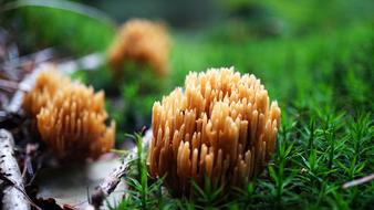 Nature Plant Mushroom