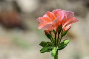 Flower Plant Nature