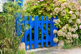 Flower Plant Garden