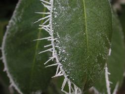 Nature Leaf Flora