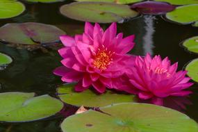 Pool Lotus Flower