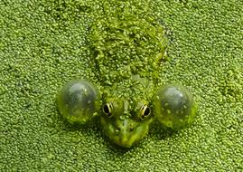 Nature Lawn Frog