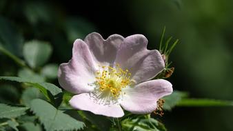 Eglantine Nature Flower Wild
