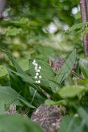 Lily Of The Valley Plant Nature
