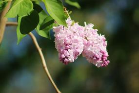 Without Lilac Spring