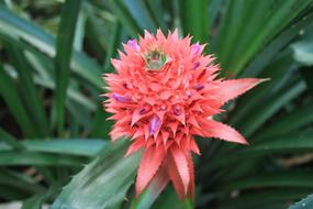 Pineapple Comosu Blossom