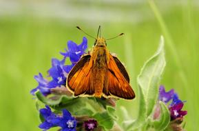 Nature Flower Summer