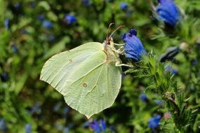 Nature Flower At The Court Of