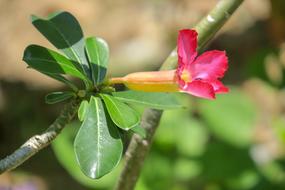 Desert Rose Nature Plant