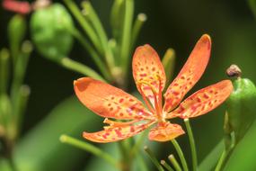 Shegan Flower Plant Wild