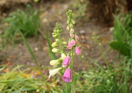 Foxglove Flower White