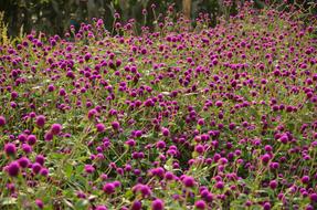 Gomphrena Flower Violet