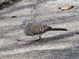 Nature Bird Wildlife