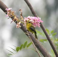 Tree Nature Branch