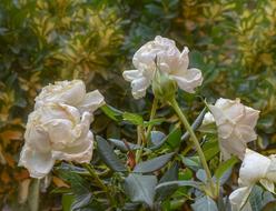 Flowers Nature Blossom