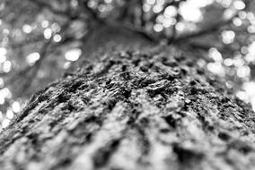 Tree Oak Forest Big
