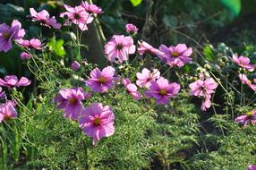 Cosmos Pink Nature Flowers