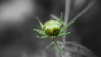 Nature Flower Garden