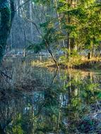 Nature Tree Landscape