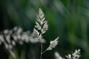 Blade Of Grass Nature