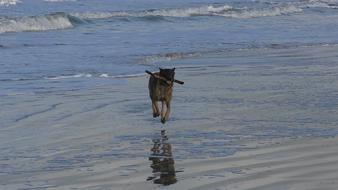 Malinois Waters Nature