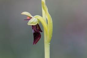 Fly Orchid Wildform