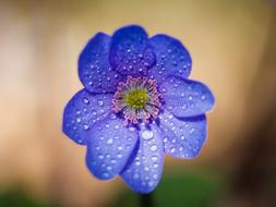 Flower Purple