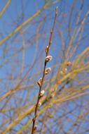Budding Tree Buds Branch