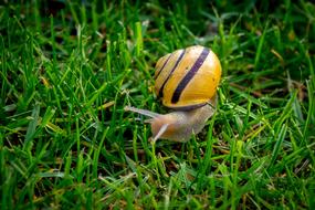 Copse Snail Helicidae Shell
