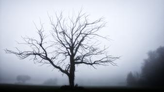 Tree Fog Grey