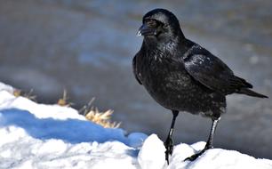 Crow Raven Bird Black