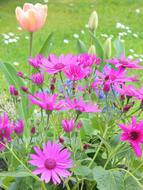 Flower Plant Nature