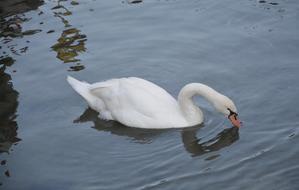 Swan Big Bird Water White