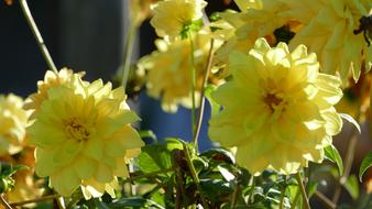 Nature Flower Blossom