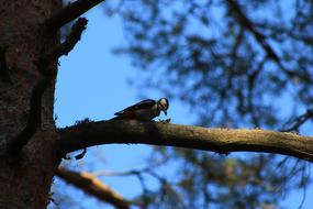 Tree Nature Outdoors