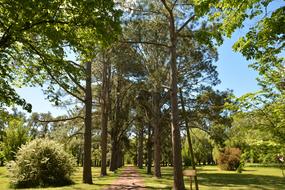 Forest Nature Landscape