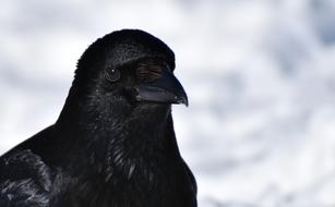 Crow Raven Bird Black