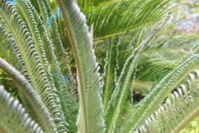 Fern Nature Tropical