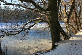 Wintersee Tree Nature