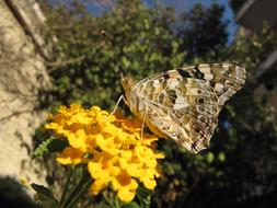 Nature Outdoors Flora