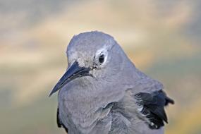 Gray nucifraga columbiana