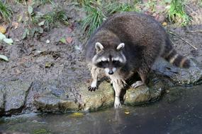 Raccoon Bear Nature