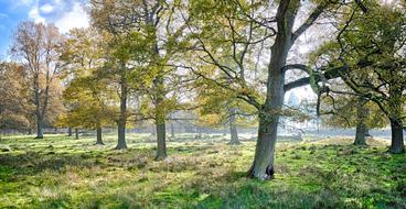Tree Nature Landscape